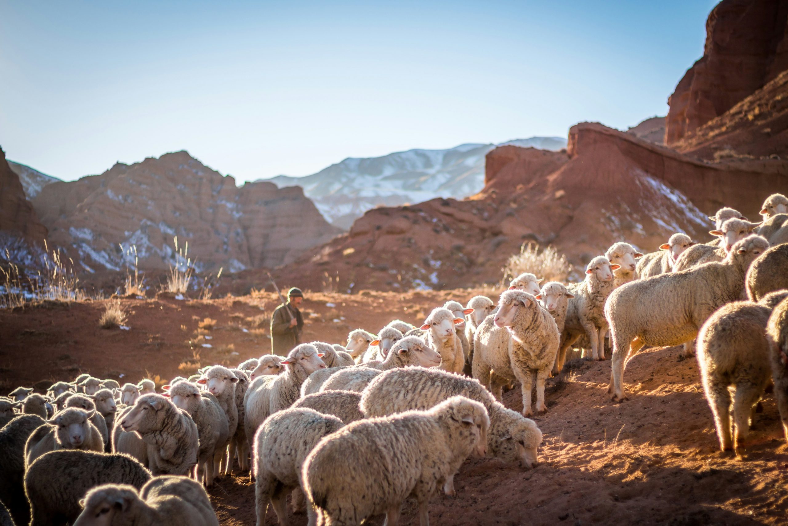 Featured image for Shepherding Stewards, Stewarding Shepherds